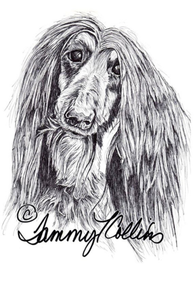 picture of Saluki pet portrait by Tammy L Collins